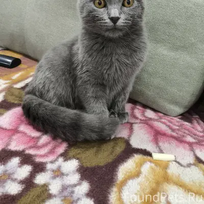 Найден котёнок на стоянке возл...