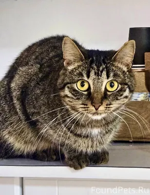 🐈 Молодая кошечка Софи ищет до...