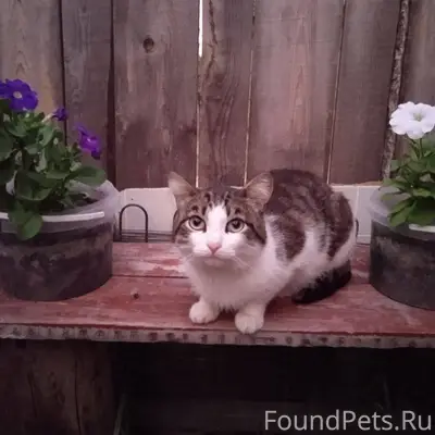 Потерялся кот откликается на к...