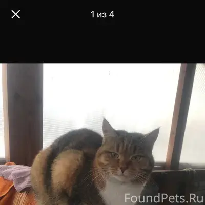 Пропала кошка в районе улицы Л...