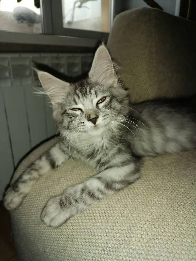 20 ноября найден котёнок, маль...