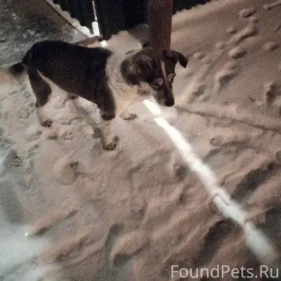 #потерялось_животное_Шадринск ...