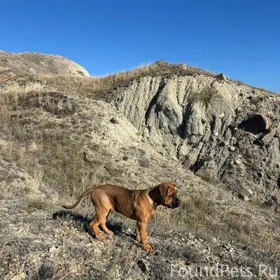 Потерялся щенок ! Канекорсо Ка...