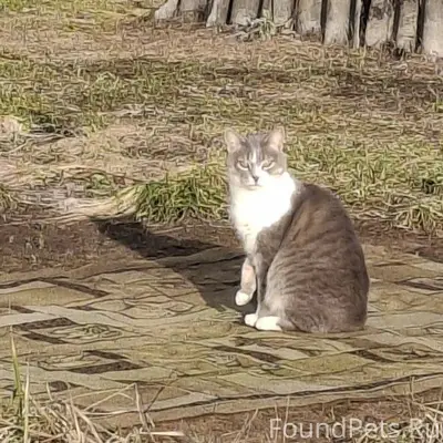 Пропал кот, район чапаева 22, ...