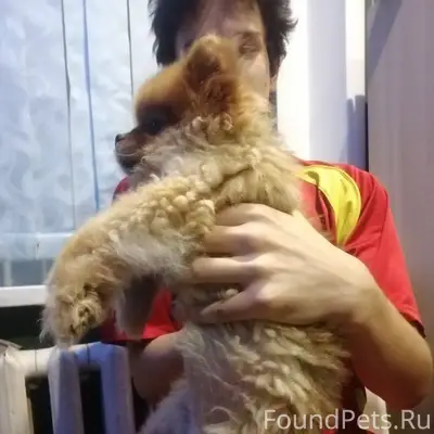 Найдена малышка Шпиц в районе ...