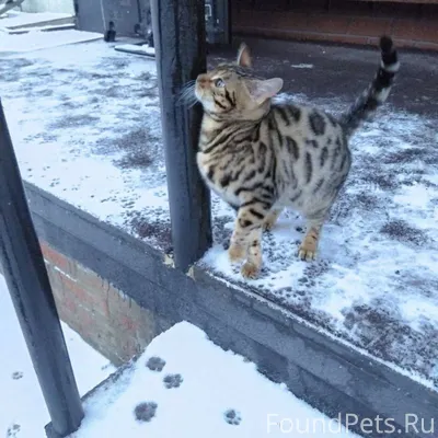 Найден чудесный котенок! 🐱 Ище...