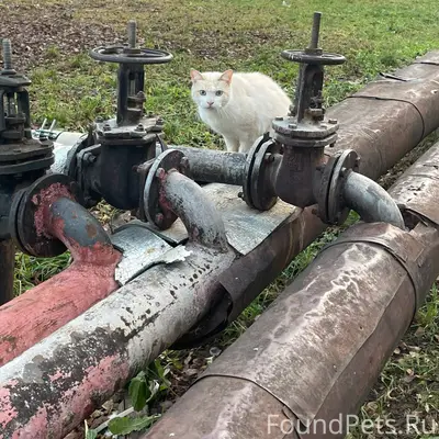 Найден кот! Давыдовский -1 22 ...