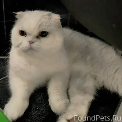 Найден кот/кошка. Выбежал к на...