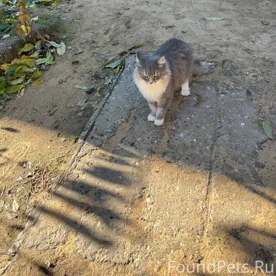Добрый вечер! Пропала кошка по...