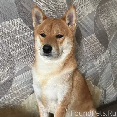 Помогите найти пса! Сиба Ину, ...