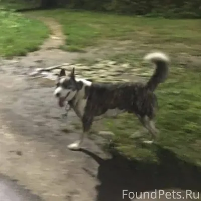 Пропала собака, мальчик зовут ...