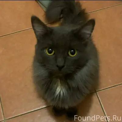 Пропал кот, район ул. Ленингра...