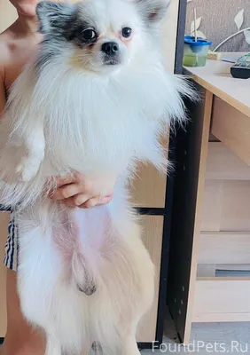 🕖Добрый вечер . 🐕Пропала собак...