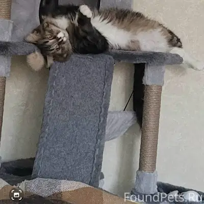 Пропала кошка, кличка Мурка-Му...