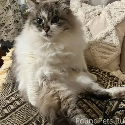 Пропал котик! 😿 Пропал наш люб...