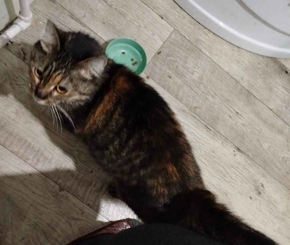 Найдена кошка, пришла к дому н...