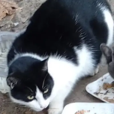 Во 2 микрорайоне пропала кошеч...