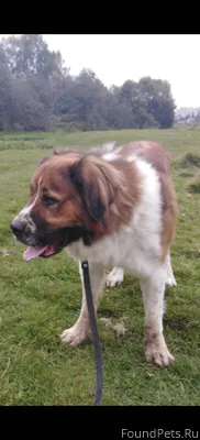 Пропала собака, если что либо ...