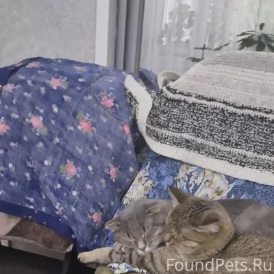 Пропала кошка(та что справа) м...