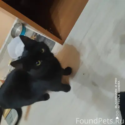 Найдена кошка деревня Ловцово