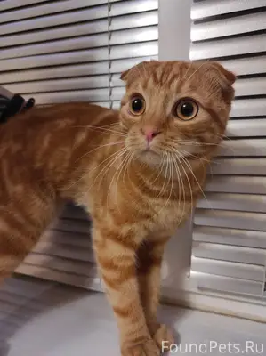 Найден кот в районе Альбрехтов...