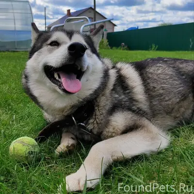 Вчера вечером убежала собака, ...