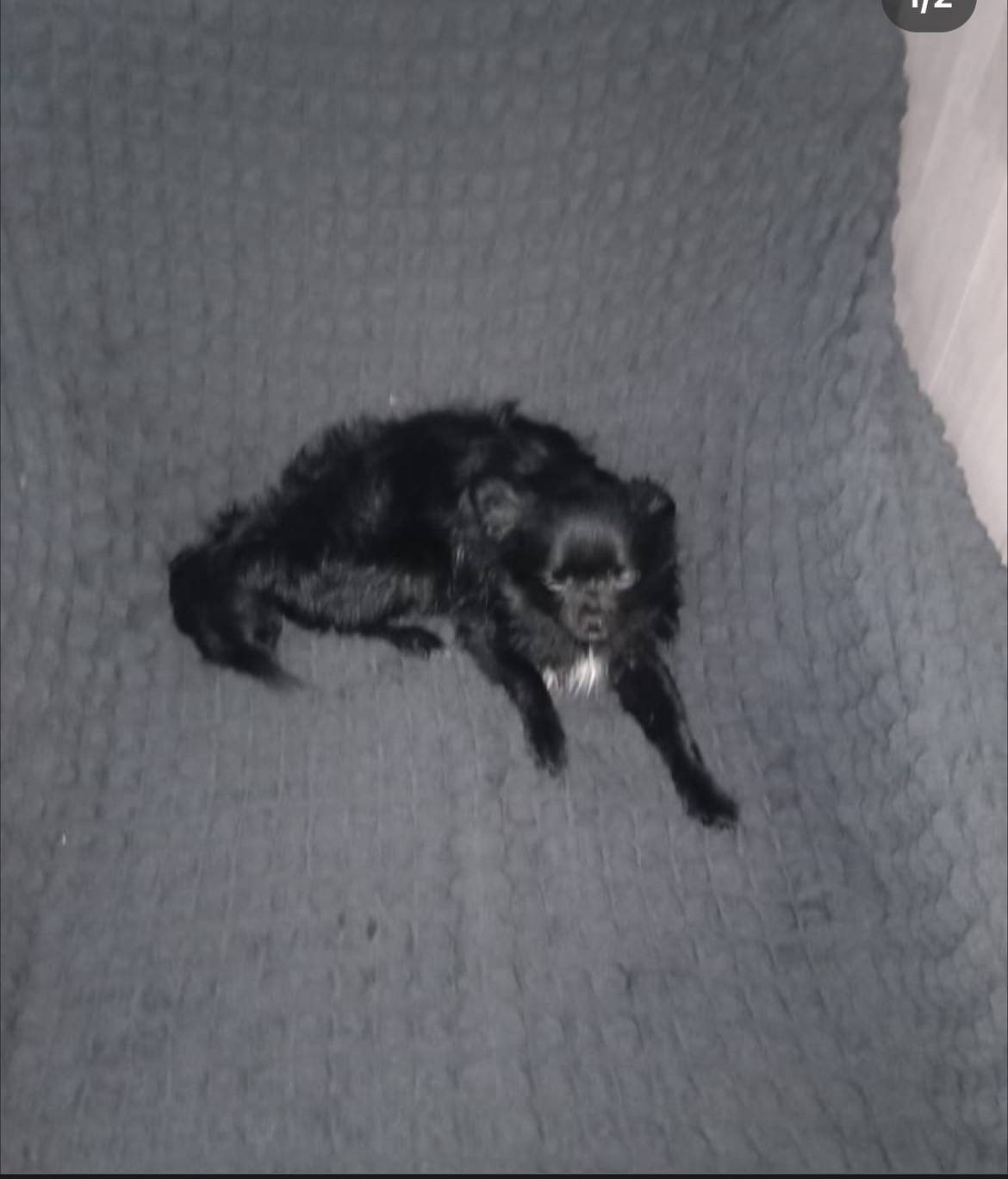 ✍Потерялась собака, породы чих...