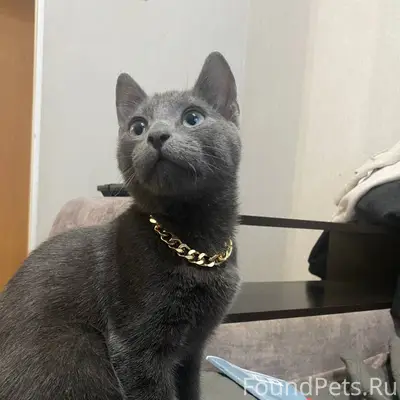 Пропал кот. Кличка Марвел, отк...