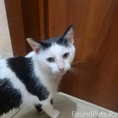 Добрый день опубликуйте, пожал...