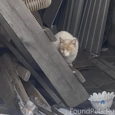Прижился чей то котяра п. Кали...