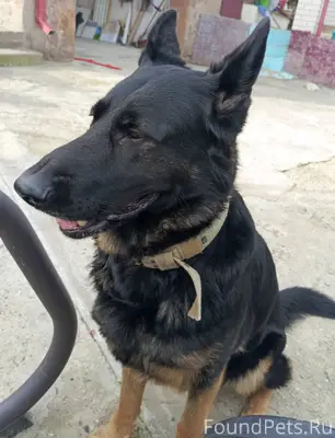Найдена собака. Овчарка, девоч...