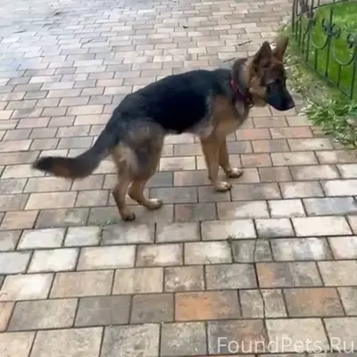 Нужна помощь! Ночью убежал щен...