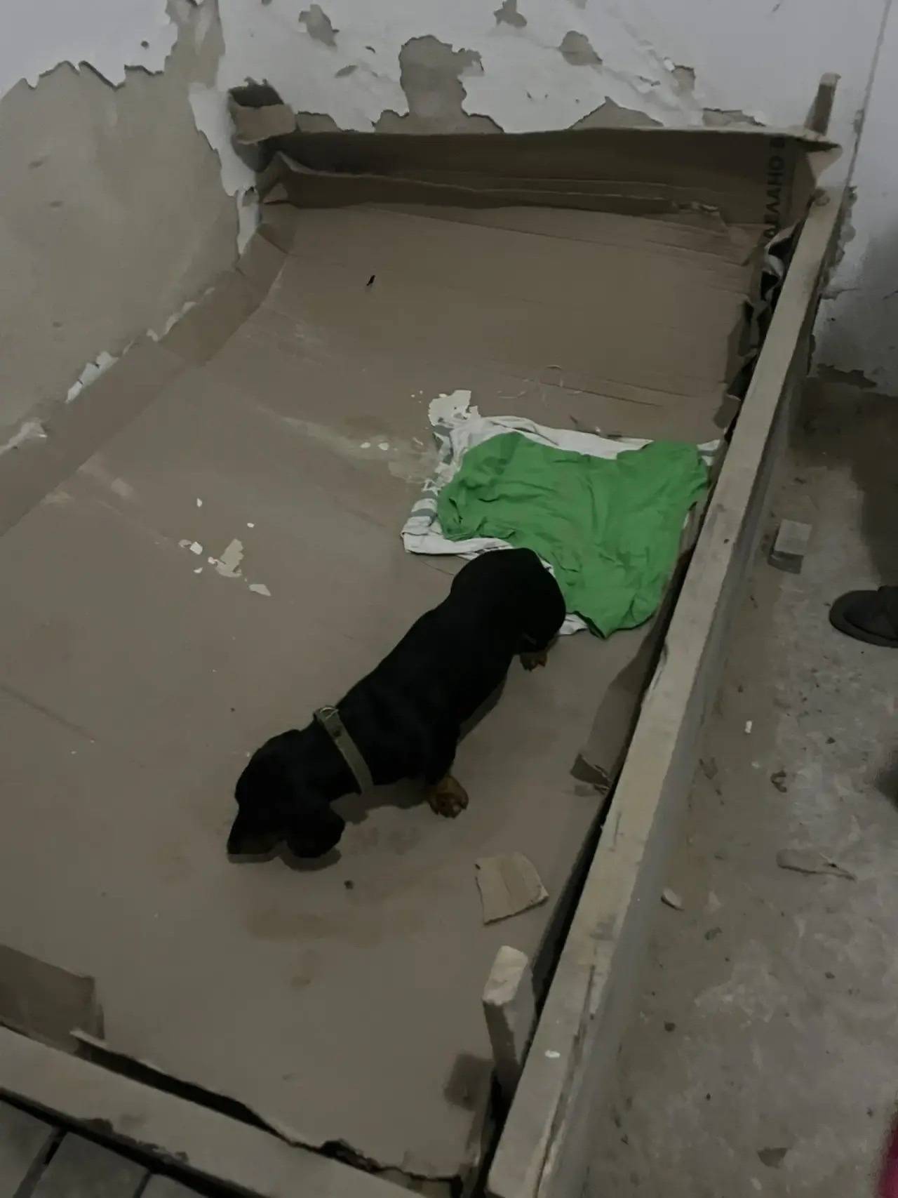 Здравствуйте,нашли собаку такс...