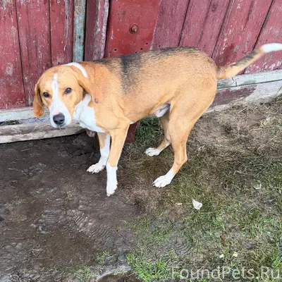 Найдена собака. Чья потеряшка?...