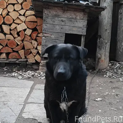 Потерялась собака по кличке Жо...