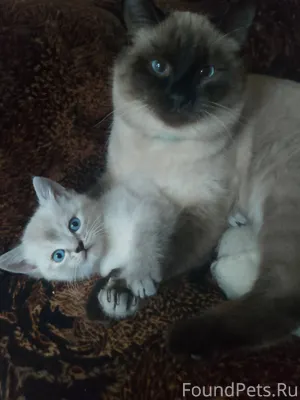 Пропал кот. Надет черный ошейн...