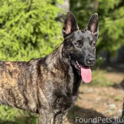 Потерялась собака в районе Дру...