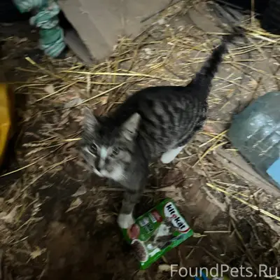 #БгдПомоги Глухово. Кто потеря...