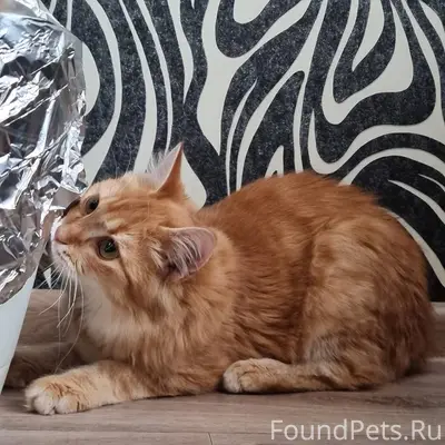 Найден кот, в Энгельсе (район ...