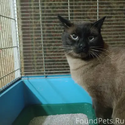 Найден кот на 4-й Курской...