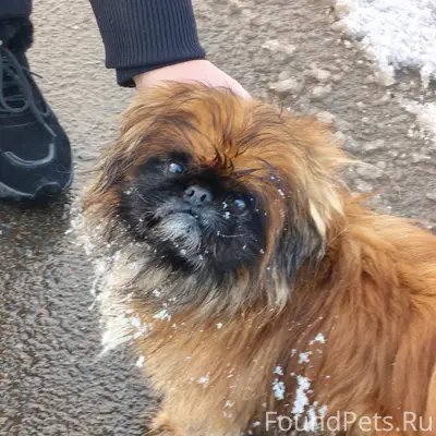 Здравствуйте, потерялась у ког...