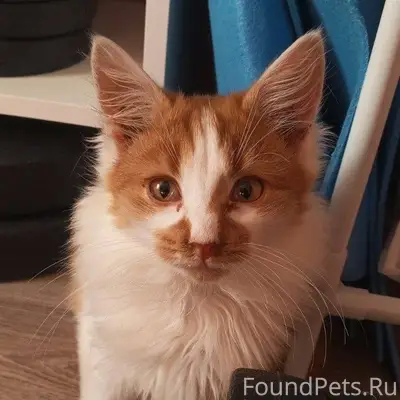 Пропал котик, зовут Симба. Ул ...