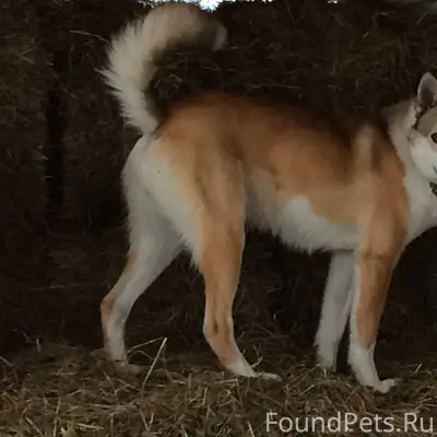 Пропала собака! Откликается на...