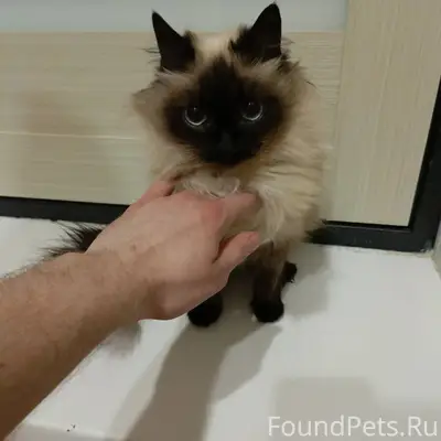 На Байкальской 6 найдена кошка...