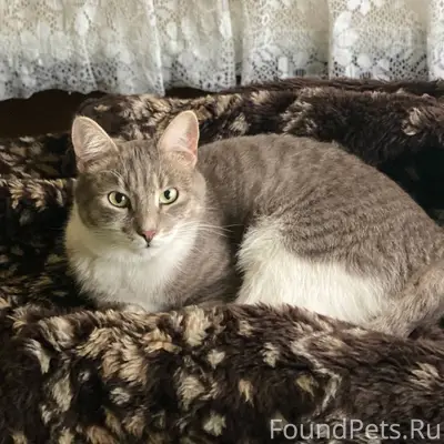 Добрый день Пропал кот Басик🐈‍...