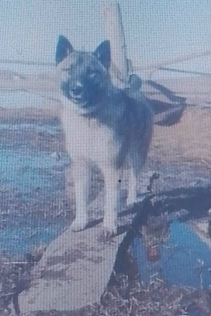 Потерялась собака !!! Село Вен...