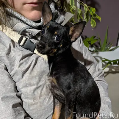 Найден пес возле вокзала, хозя...