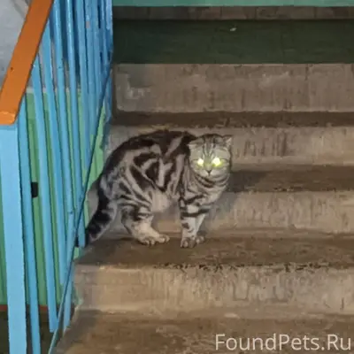 Найдена крупная кошка или кот ...