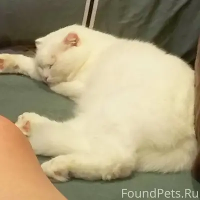 Пропал кот ул Народная, 26. Од...