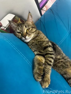 Пару дней назад была найдена в...